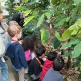 Etude des plantes tropicales pour les GS-CP